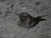 Slender-tailed Nightjar (Caprimulgus clarus)