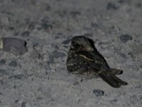 Slender-tailed Nightjar (Caprimulgus clarus)
