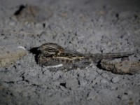 Slender-tailed Nightjar (Caprimulgus clarus)
