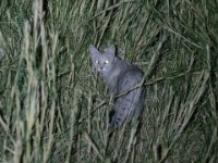 Wildcat (Felis silvestris ocreata)