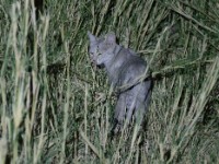 Wildcat (Felis silvestris ocreata)