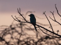 Abyssinian Roller (Coracias abyssinicus)
