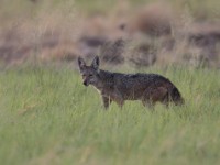 African Golden Wolf (Canis anthus)