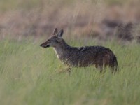 African Golden Wolf (Canis anthus)