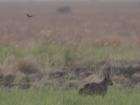 African Golden Wolf (Canis anthus)