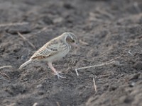 Singing Bush Lark (Mirafra cantillans marginata)