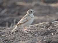 Singing Bush Lark (Mirafra cantillans marginata)