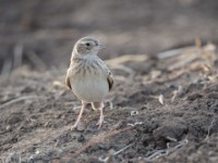 Singing Bush Lark (Mirafra cantillans marginata)