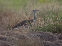 Arabian Bustard (Ardeotis arabs arabs)