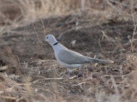 African Collared Dove (Streptopelia roseogrisea arabica)