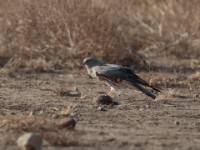 Montagu's Harrier (Circus pygargus)