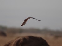 Montagu's Harrier (Circus pygargus)