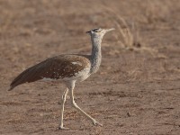 Arabian Bustard (Ardeotis arabs arabs)