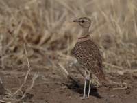 Double-banded Courser (Rhinoptilus africanus raffertyi)