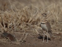 Double-banded Courser (Rhinoptilus africanus raffertyi)