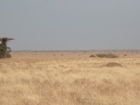 Aledeghi Plains