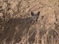 African Golden Wolf (Canis anthus)