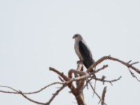 Black-winged Kite (Elanus caeruleus caeruleus)