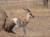 Soemmerring’s Gazelle (Nanger soemmerringii)