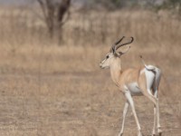Soemmerring’s Gazelle (Nanger soemmerringii)