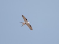 Scissor-tailed Kite (Chelictinia riocourii)