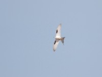 Scissor-tailed Kite (Chelictinia riocourii)