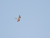 Scissor-tailed Kite (Chelictinia riocourii)