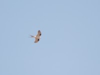 Scissor-tailed Kite (Chelictinia riocourii)