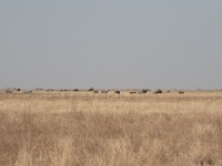 Aledeghi Plains