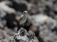 Sombre Rock Chat (Oenanthe dubia)