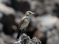 Sombre Rock Chat (Oenanthe dubia)