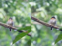 Rufous-sided Broadbill (Smithornis rufolateralis)