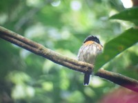 Rufous-sided Broadbill (Smithornis rufolateralis)