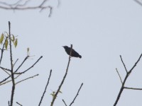 Copper-tailed Starling (Hylopsar cupreocauda)