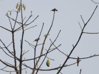 Blue-throated Brown Sunbird (Cyanomitra cyanolaema)
