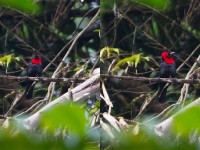 Crested Malimbe (Malimbus malimbicus)