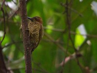 Brown-eared Woodpecker (Campethera caroli)