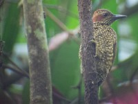 Brown-eared Woodpecker (Campethera caroli)