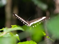 Butterfly Ankasa NP