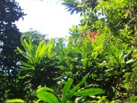 Ankasa NP