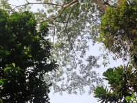 Ankasa NP