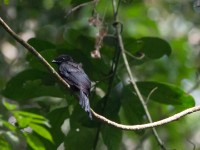 Shining Drongo (Dicrurus atripennis)