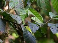 Icterine Greenbul (Phyllastrephus icterinus)
