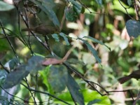 Icterine Greenbul (Phyllastrephus icterinus)