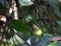 Icterine Greenbul (Phyllastrephus icterinus)