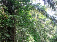 Ankasa NP