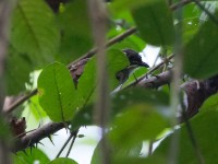 Yellow-whiskered Greenbul (Eurillas latirostris)