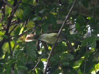 Swamp Palm Bulbul (Thescelocichla leucopleura)