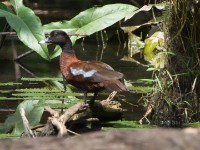Hartlaub's Duck (Pteronetta hartlaubii)