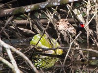 Blue-billed Malimbe (Malimbus nitens)